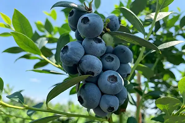 Blueberry Extract vs Powder: Unveiling Health Benefits